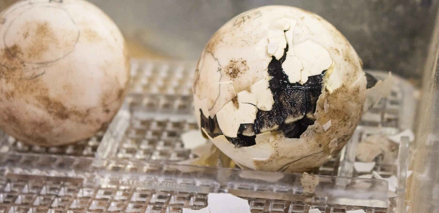 a tortoise hatching out of an egg