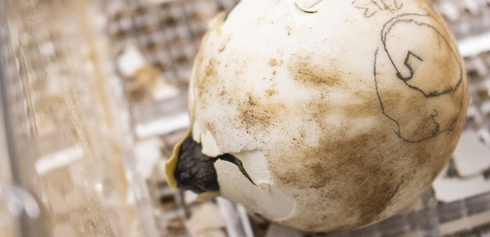 a tortoise hatching out of an egg