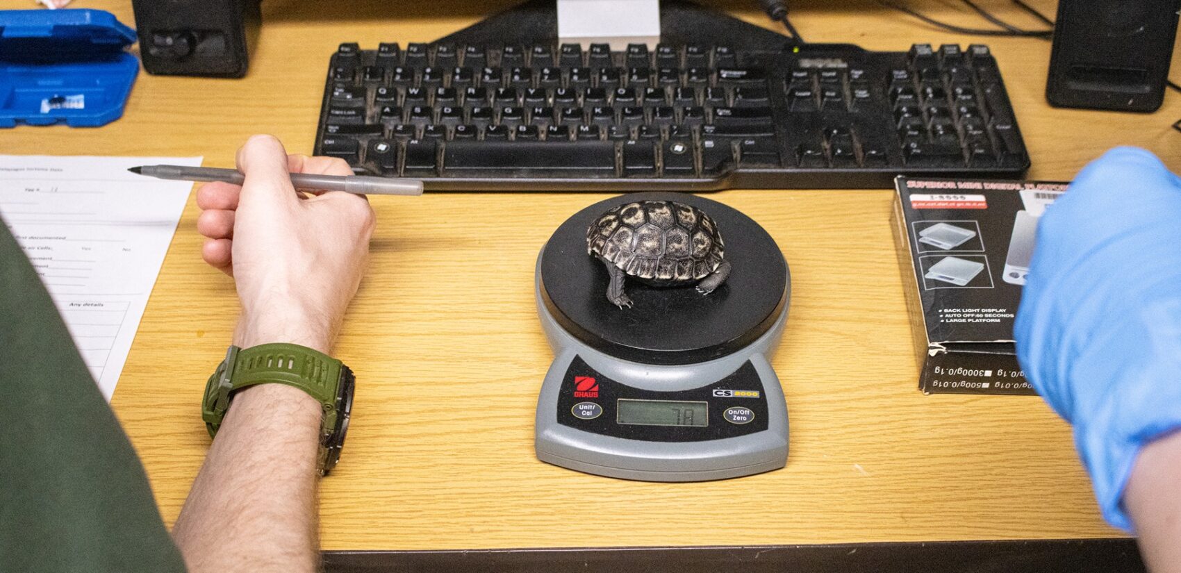 a tortoise on a measuring scale
