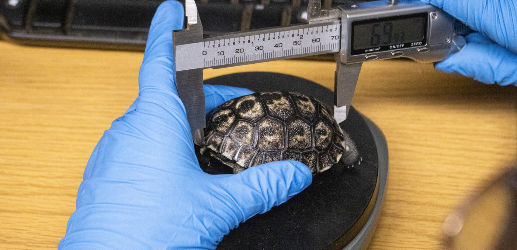 measuring a tortoise