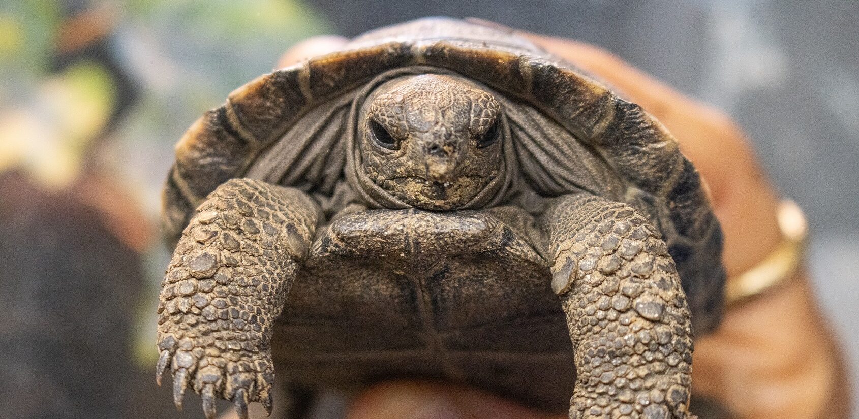a baby tortoise