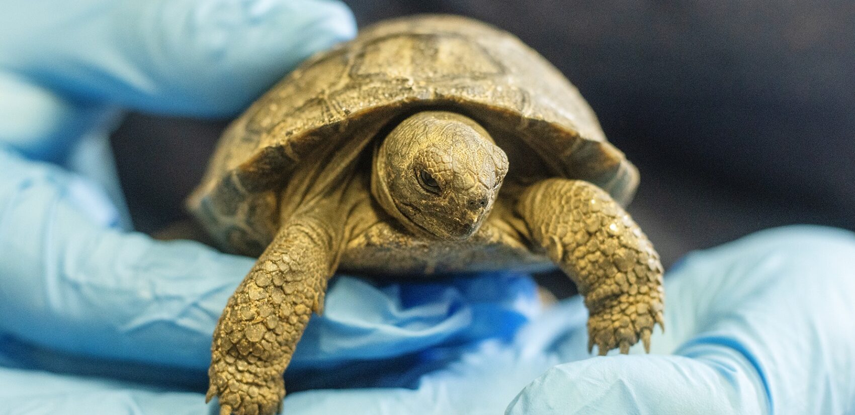 a baby tortoise