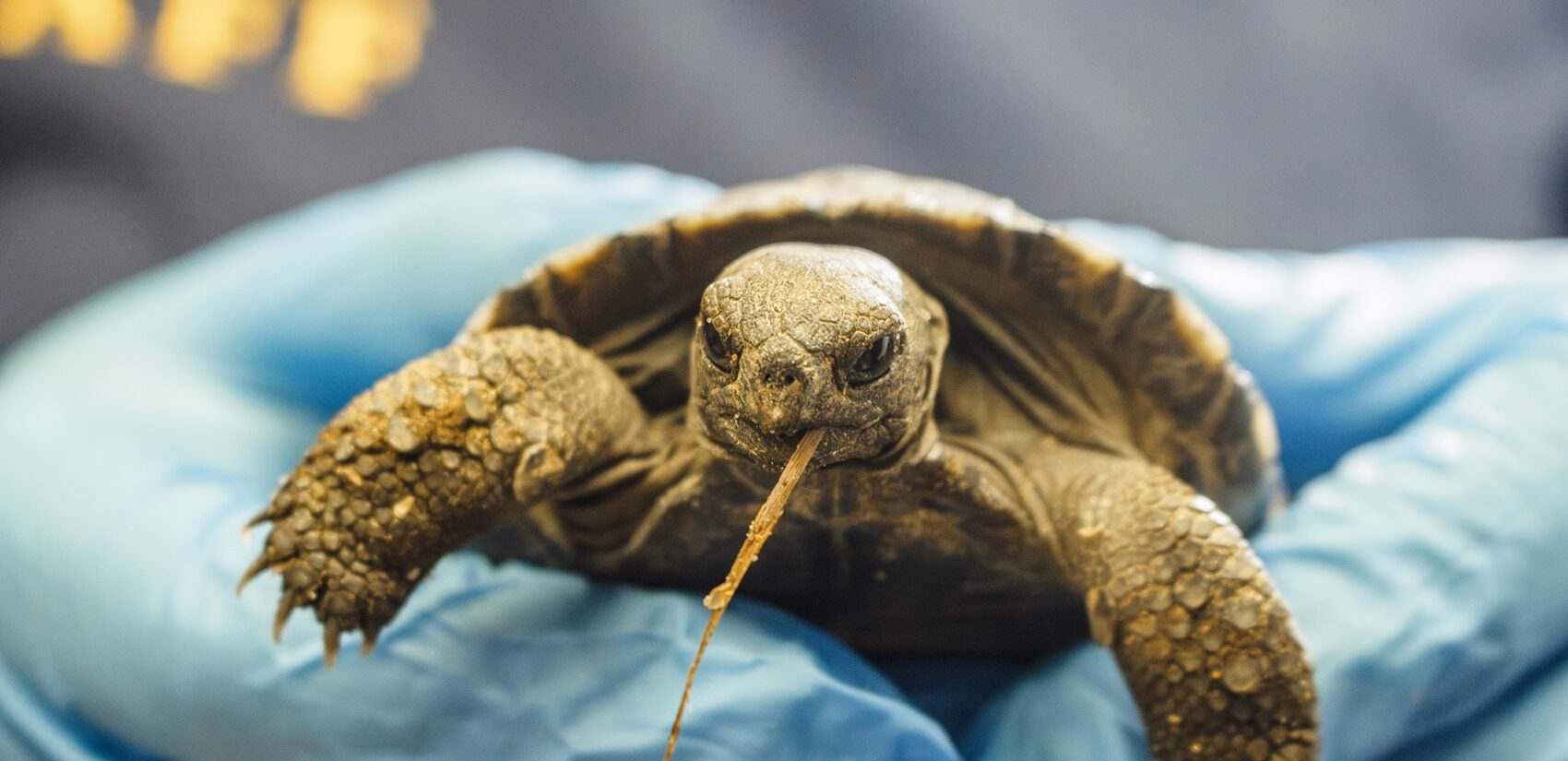 a baby tortoise eating