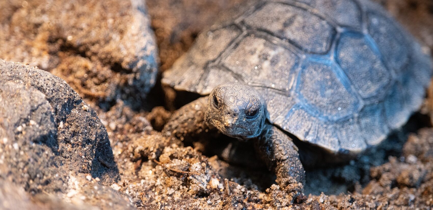 a baby tortoise