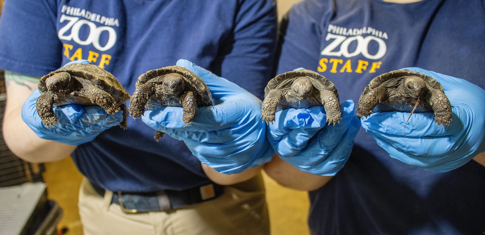 four baby tortoises