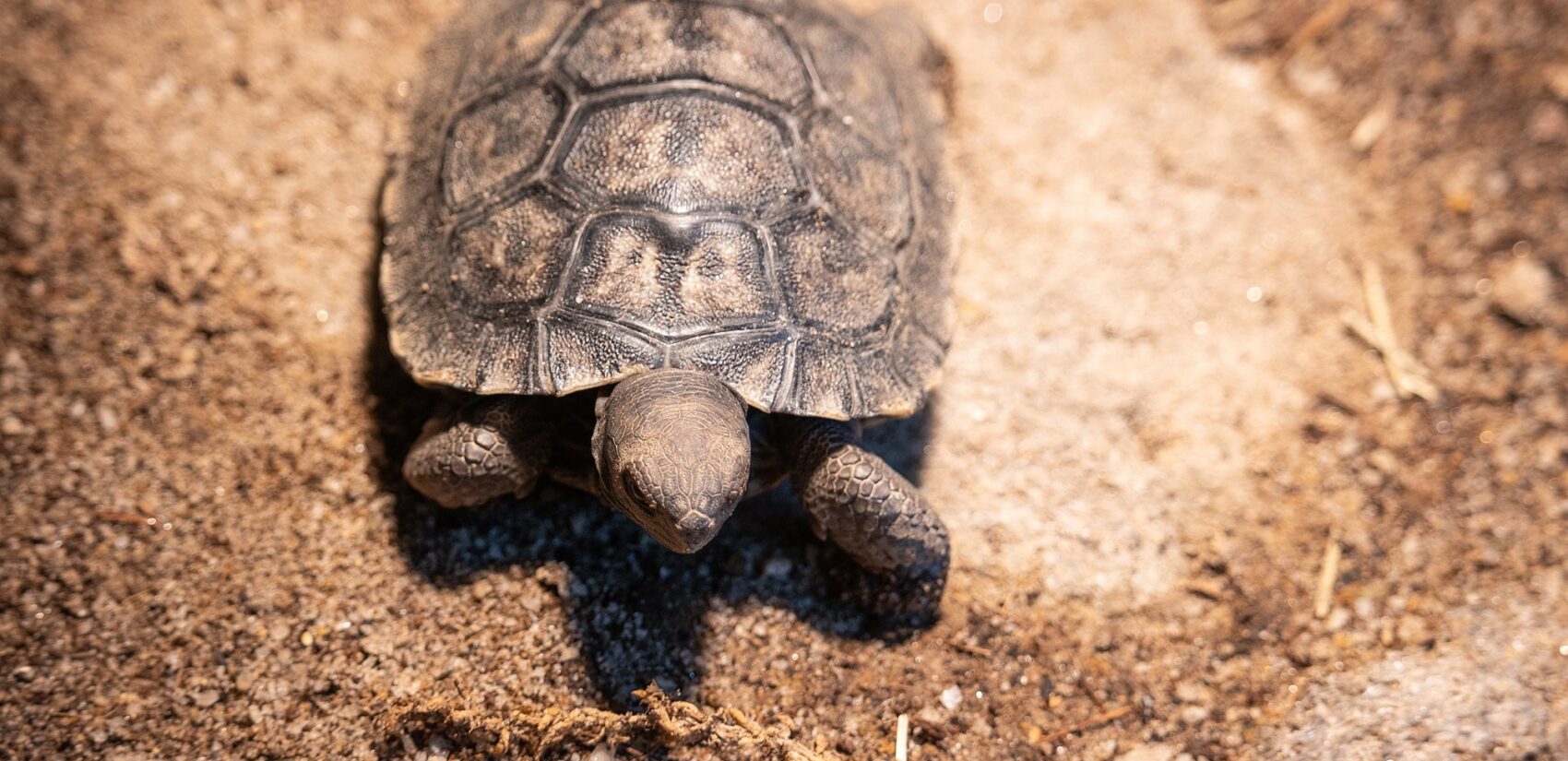 a baby tortoise