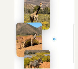 A collage of photos of animals from the safari