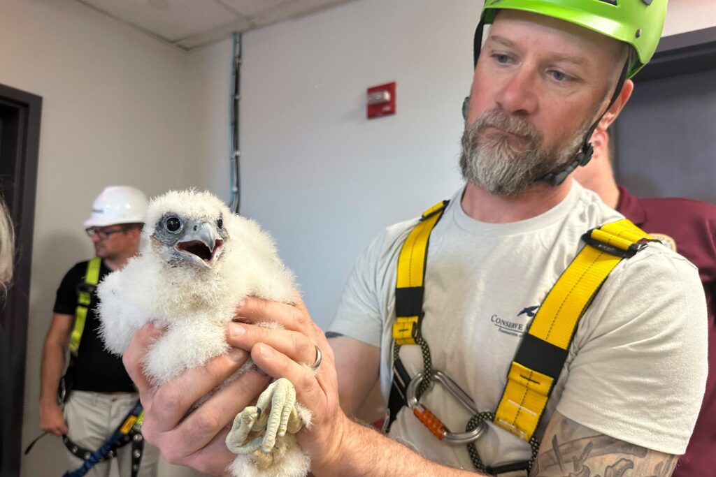 A man holds a young falcon chick