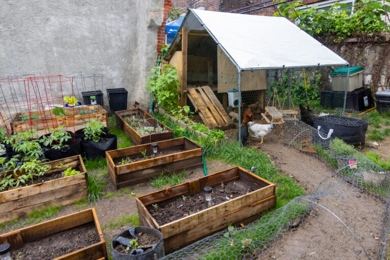 Alaya family’s chicken coop in Philadelphia