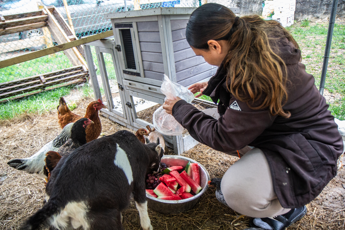 Maria Alaya feeds chickens on her chicken farm