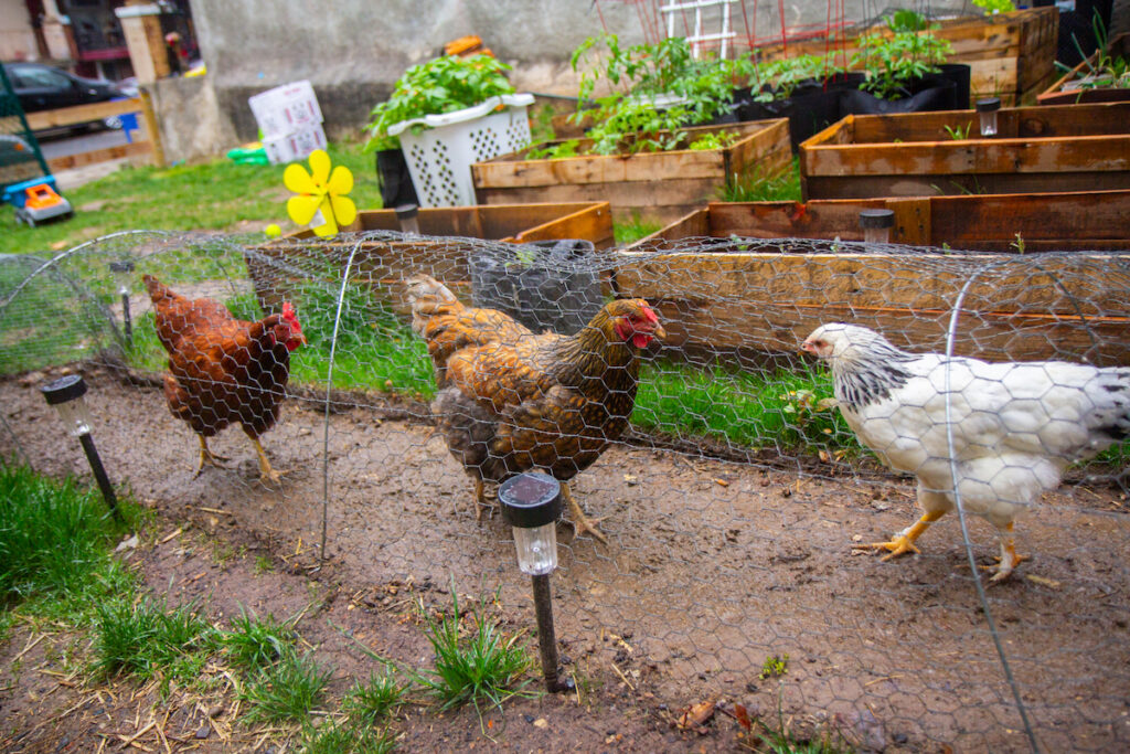 Chickens on chicken farm