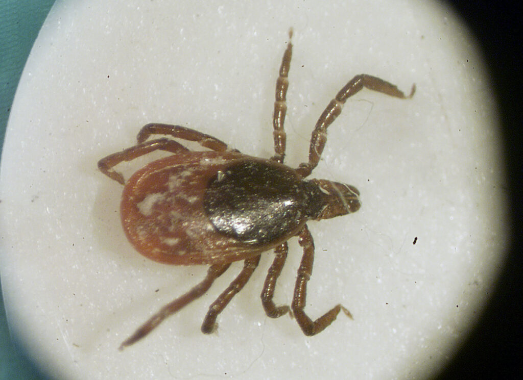 close up of a female deer tick