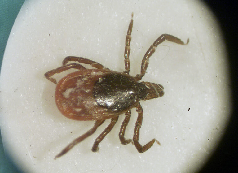 close up of a female deer tick