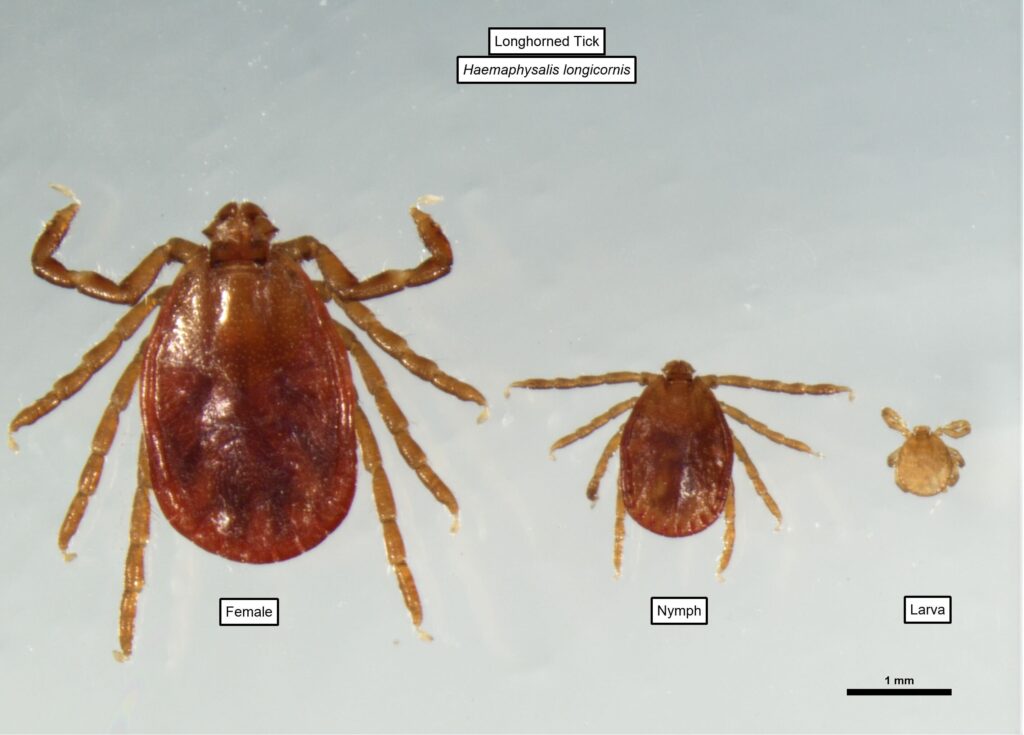 longhorned-tick-invasive-BP-PADEP A longhorned tick, or Haemaphysalis longicornis, is seen through its life stages.