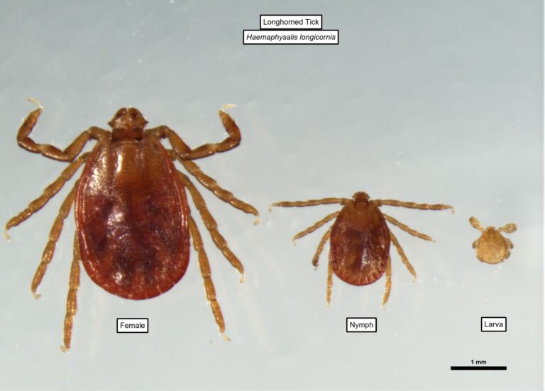 A longhorned tick, or Haemaphysalis longicornis, is seen through its life stages.
