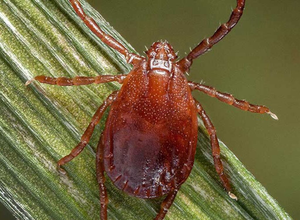 longhorned-tick-pa-gov A longhorned tick is seen in a file photo.