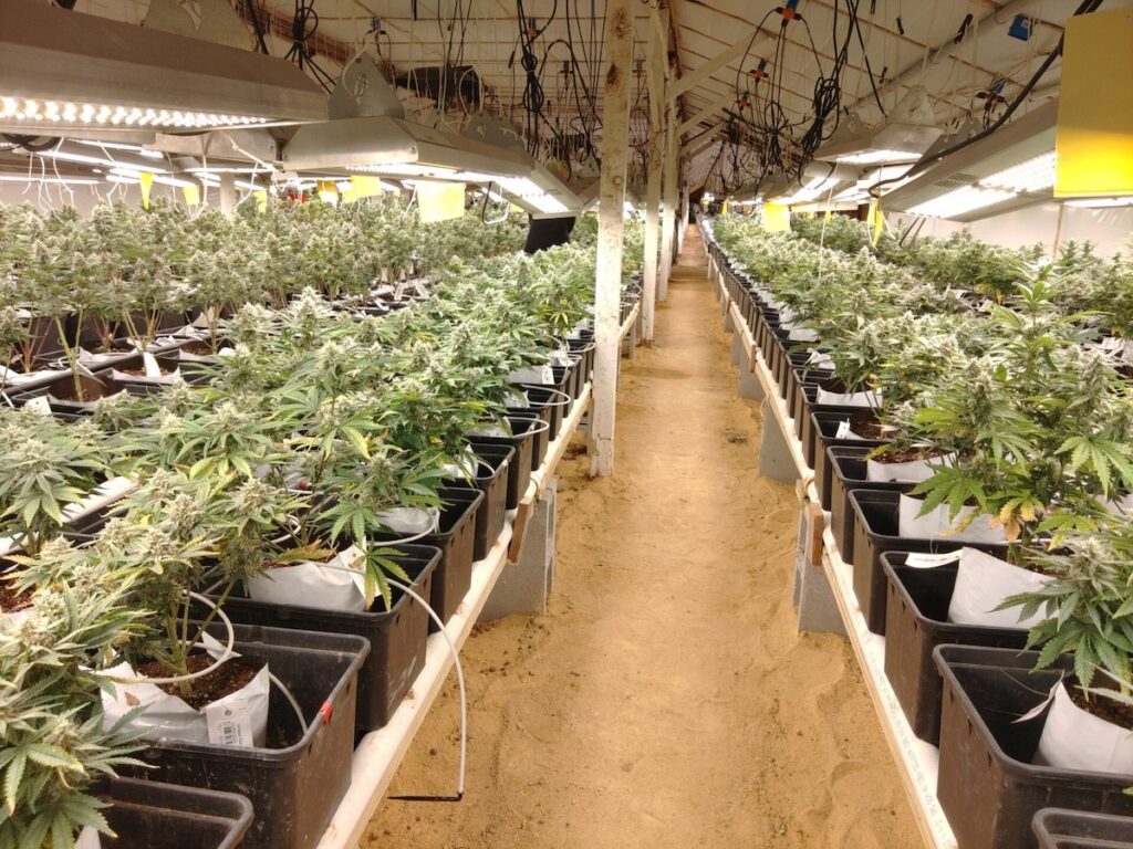 marijuana-retail-stores-delaware-CB-052025-06 Medical marijuana center near Frankford