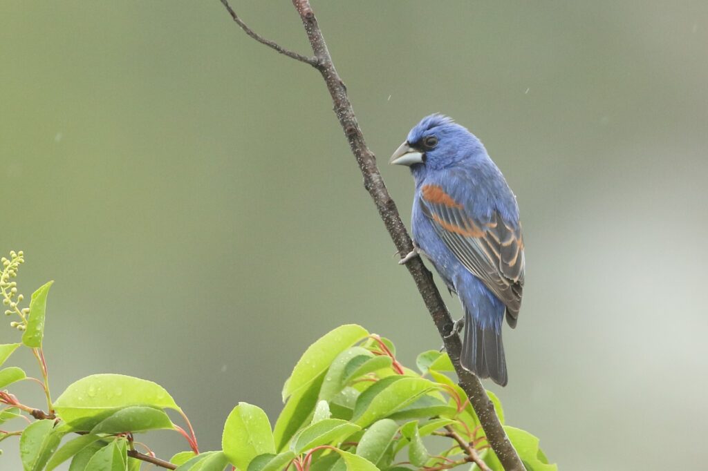 A blue grosbeak at the World Series of Birding