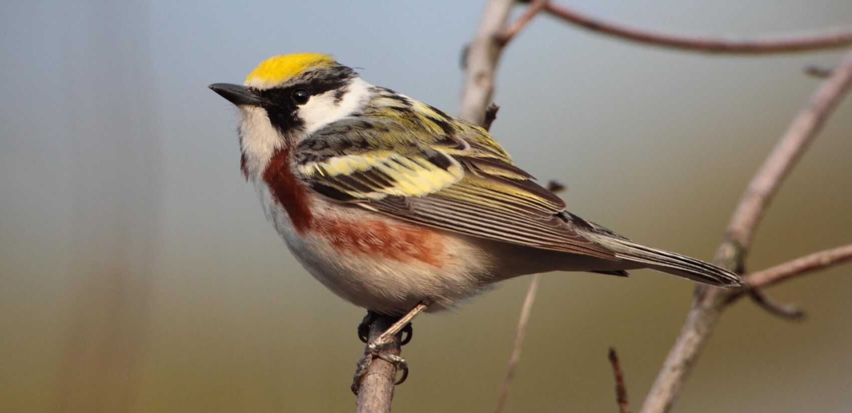 A chestnut-sided warbler at the World Series of Birding