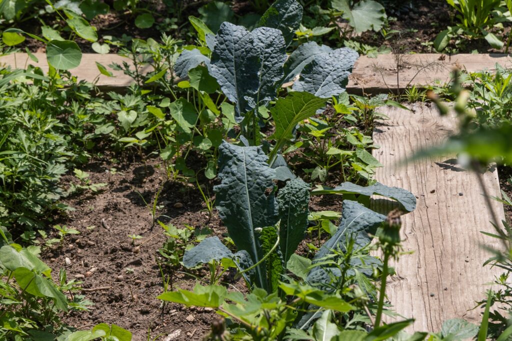 Kale plants in the Summer Winter Community Garden