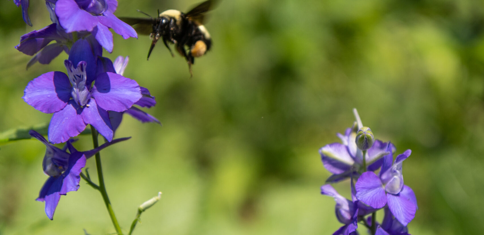 a bee hovers near a flower in the Summer Winter Community Garden
