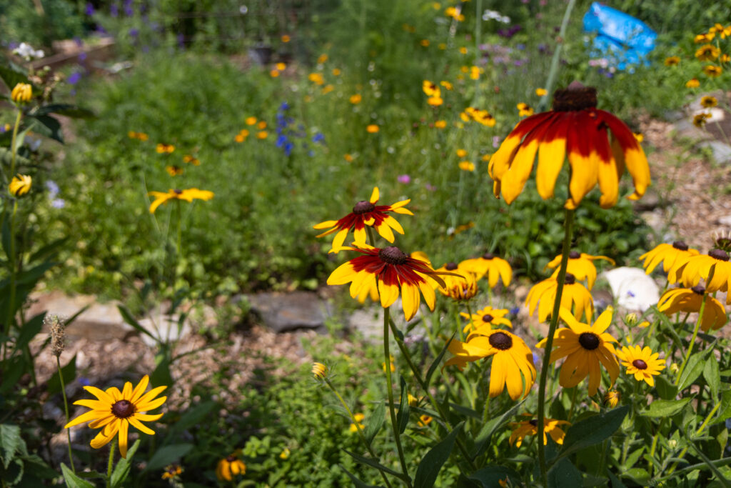 Rudbeckia flowers in the Summer Winter Community Garden