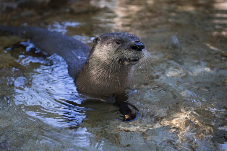 A North American River Otter swimming