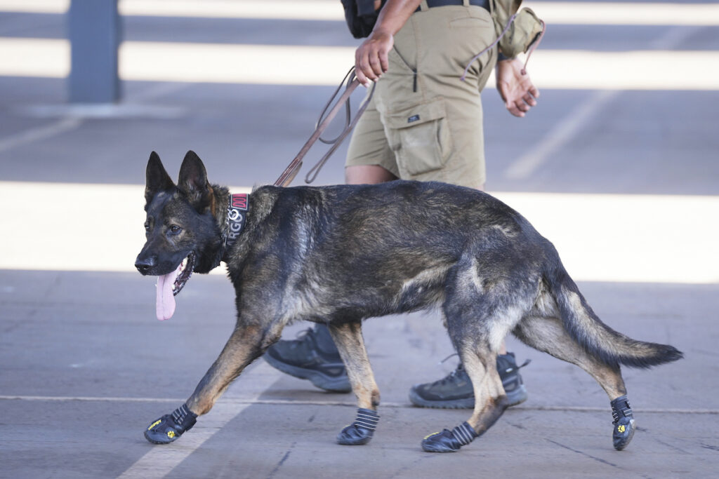 Security dog with protective footwear while on patrol for Club World Cup preparation Security dog with protective footwear while on patrol for Club World Cup preparation