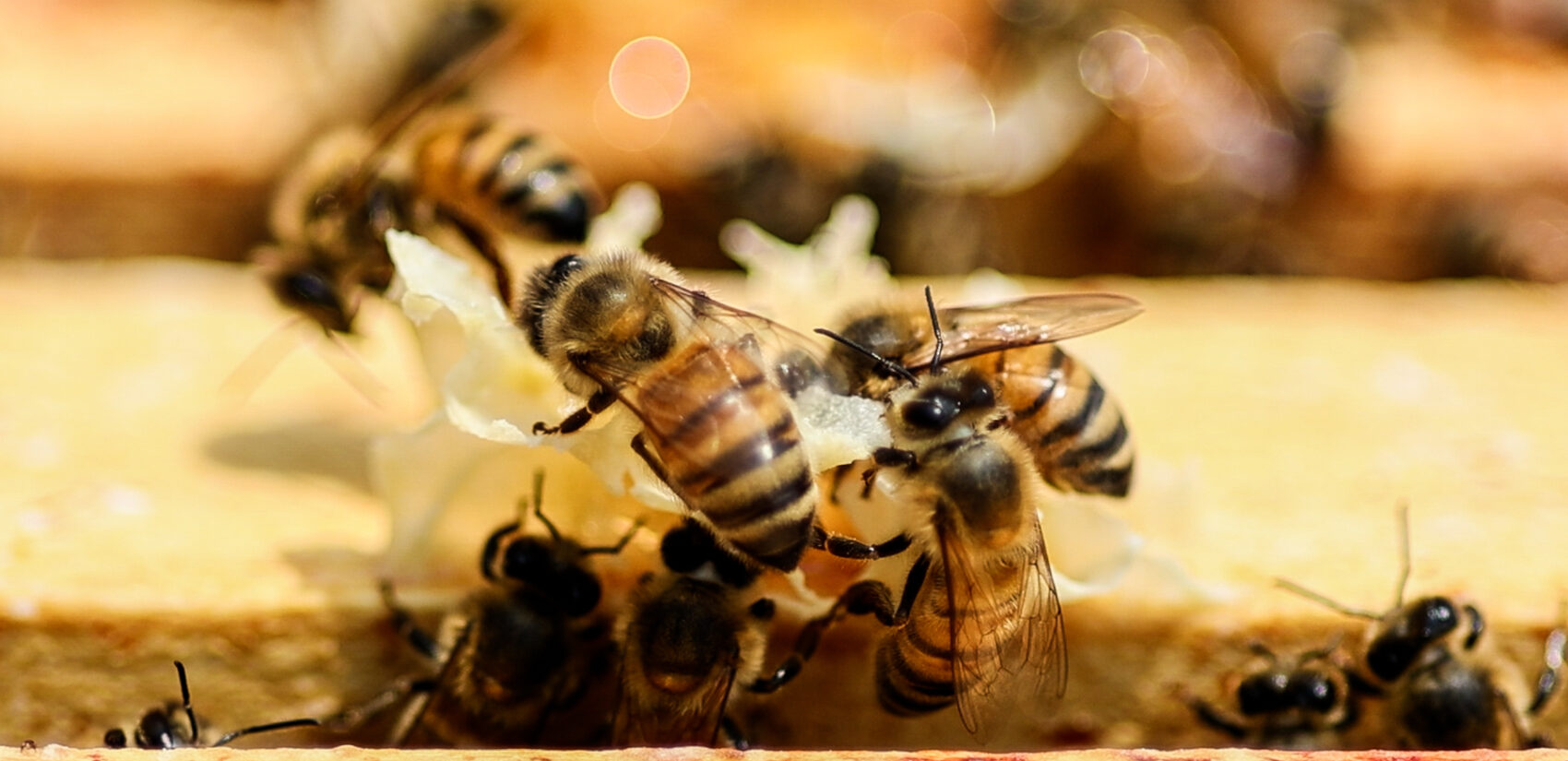 a close-up of honeybees at Renaissance Park in King of Prussia