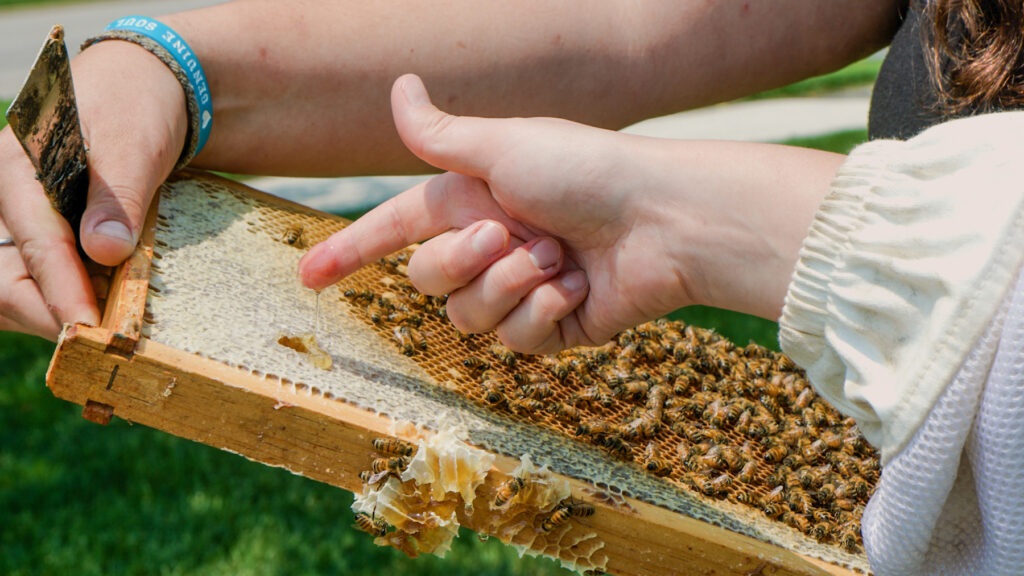07-03-2025-k-paynter-king-of-prussia-honeybees-2 a finger gets a dip of honey from a hive