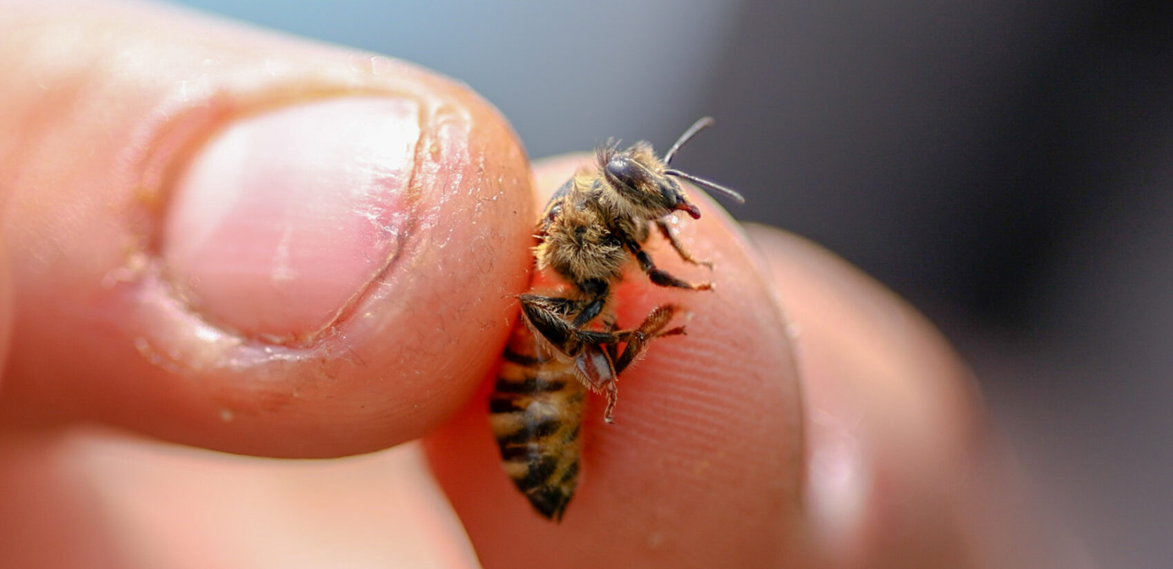 A single honeybee held in a hand