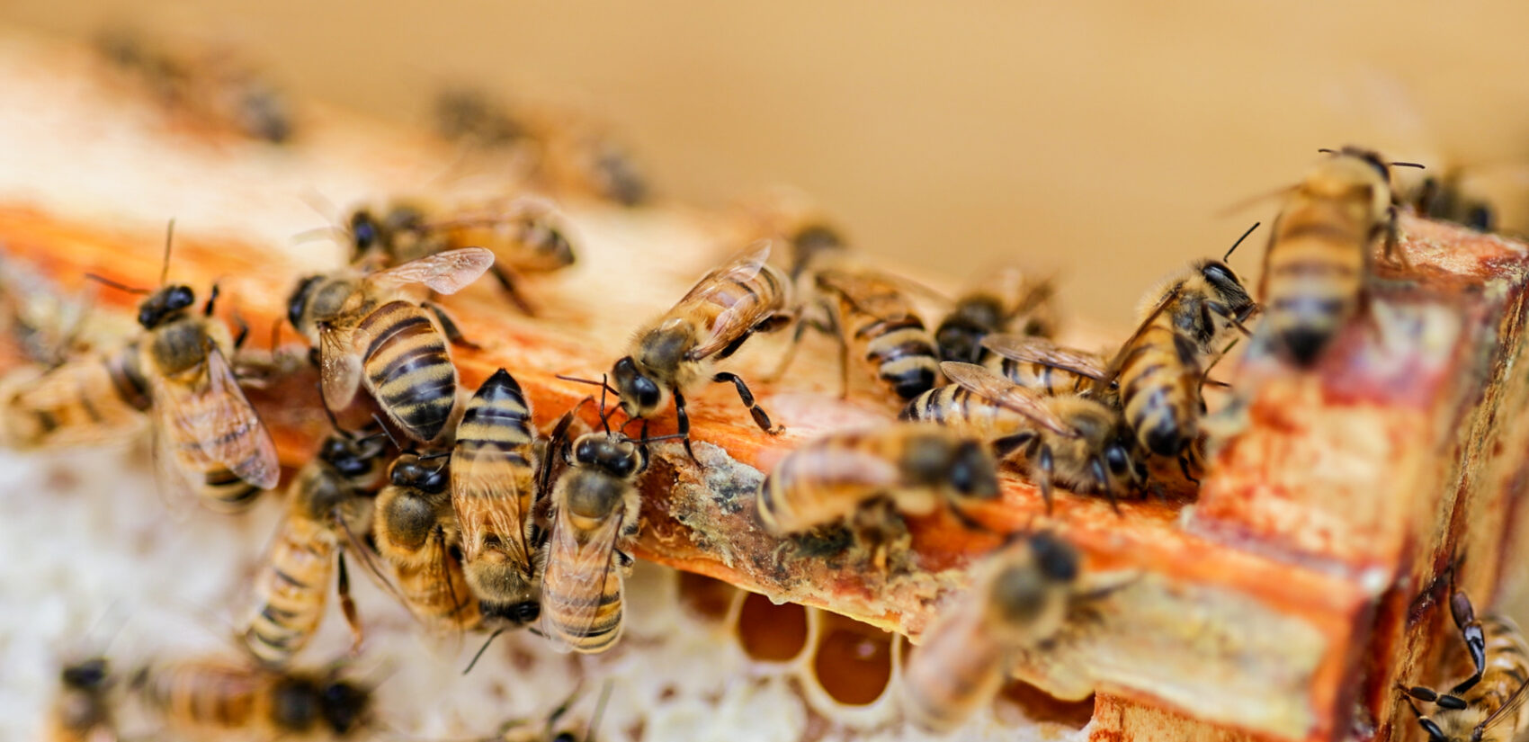 a close-up of honeybees at Renaissance Park in King of Prussia