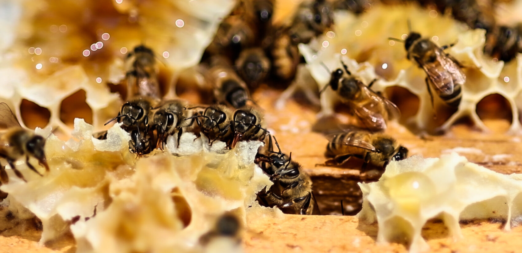 a close-up of honeybees at Renaissance Park in King of Prussia