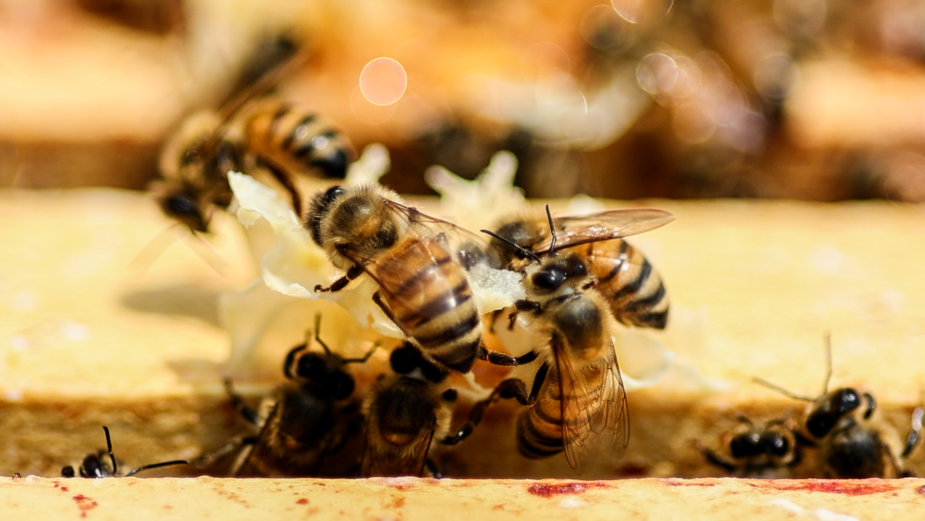 King of Prussia hosts honeybees in Renaissance, Moore parks - WHYY