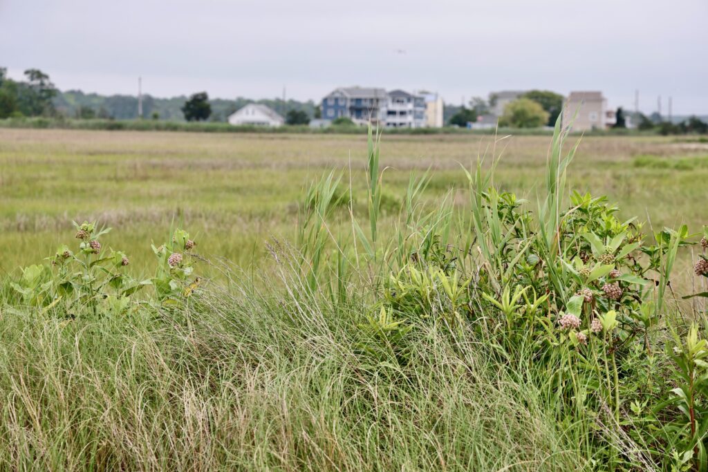 2025 06 09-e lee-middle township nj cooks beach-seaside sparrow dialect houses blurred Grass in the salt marsh at Cooks Beach