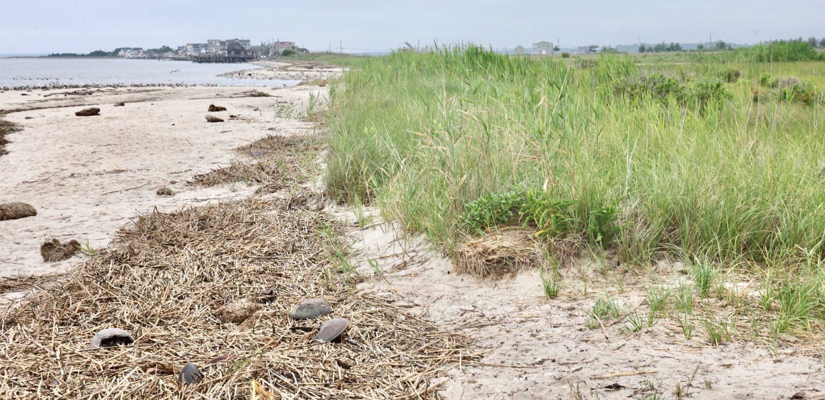The salt marsh at Cooks Beach