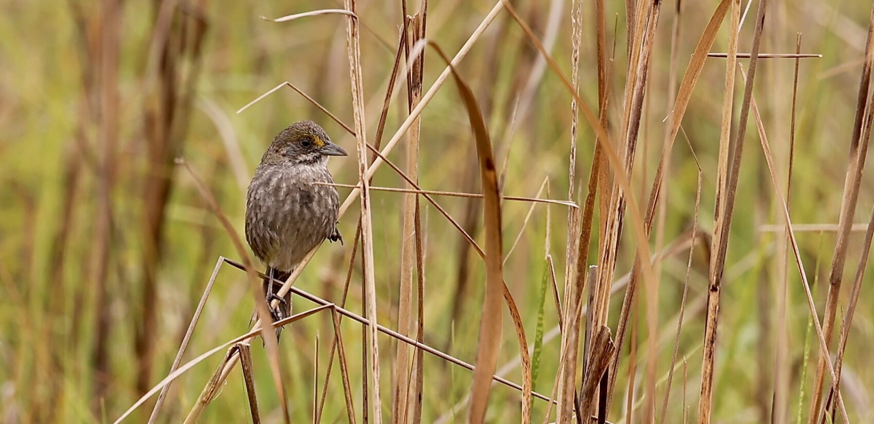 A seaside sparrow sits in the salt marsh near Cooks Beach