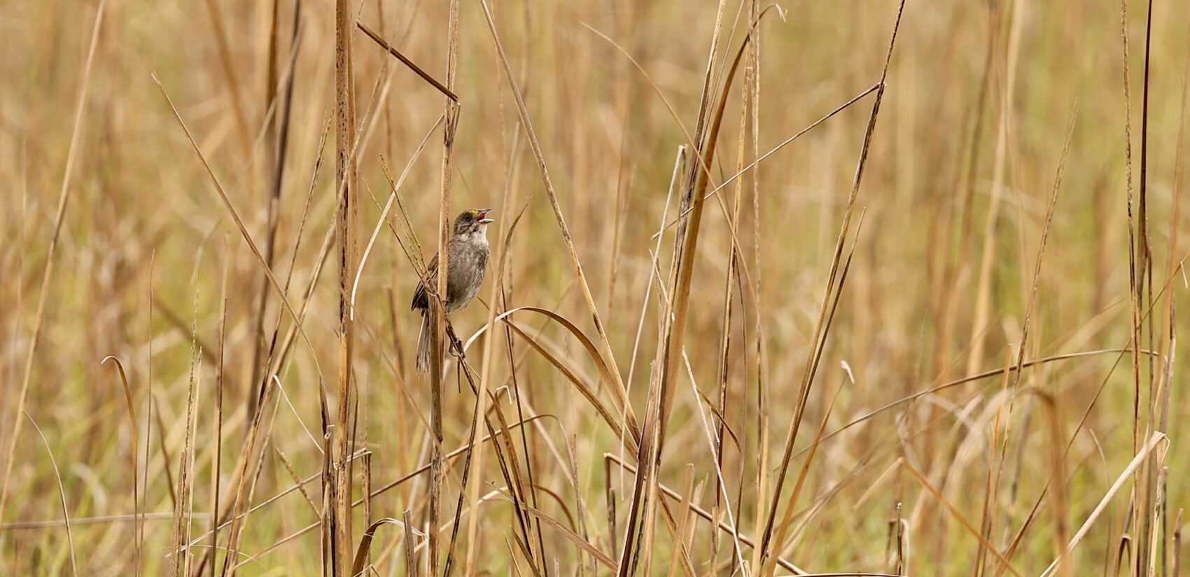 A seaside sparrow sings in the salt marsh near Cooks Beach