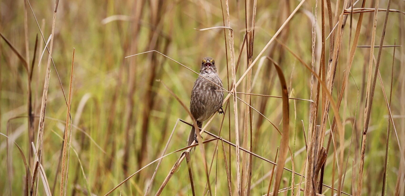A seaside sparrow sings in the salt marsh near Cooks Beach