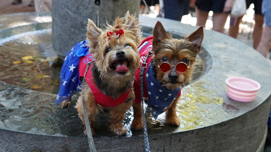 2025 07 04-n kariuki-betsy ross house pet parade lilo and stitch Two Yorkshire terriers wearing American-themed costumes sit on the edge of a fountain
