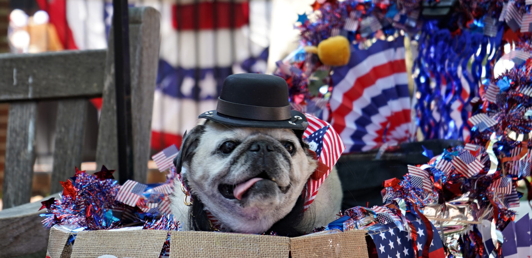 A pug wearing a bowler cap