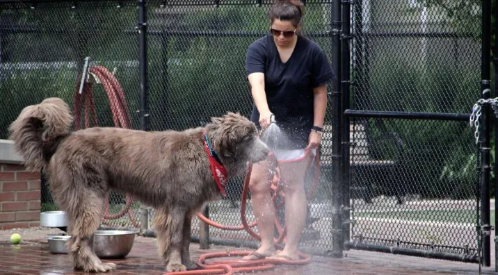 The_science_of_dog_fur_and_why_cutting_is_not_cool_-_WHYY A dog gets cooled down with a water hose