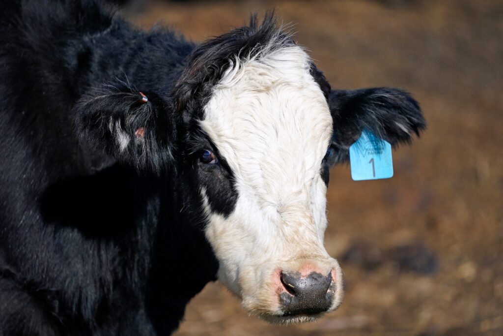 cow-beef-file-ap A cow stands in a pen