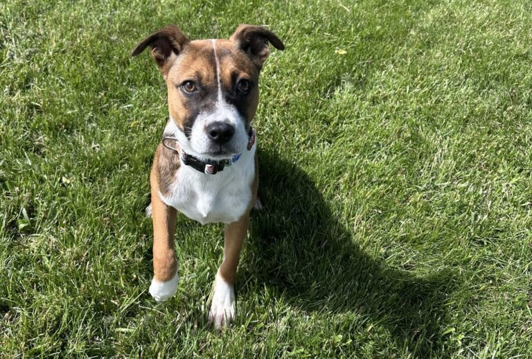 A dog lifts their paw while sitting in the grass