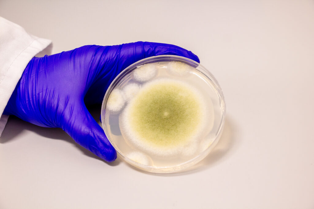 Fungus in a petri dish is held by a gloved hand