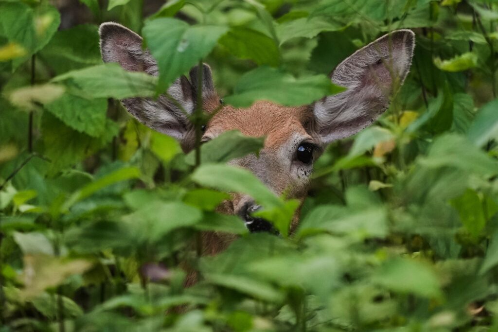 pennsylvania-deer-file-2025 A white tail deer peers out from undergrowth