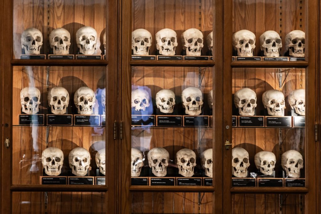 A collection of human skulls on display inside a glass case