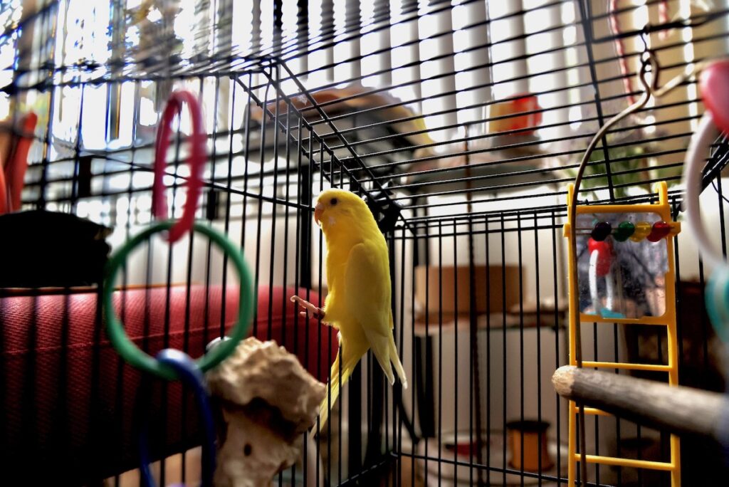 Parakeet in cage