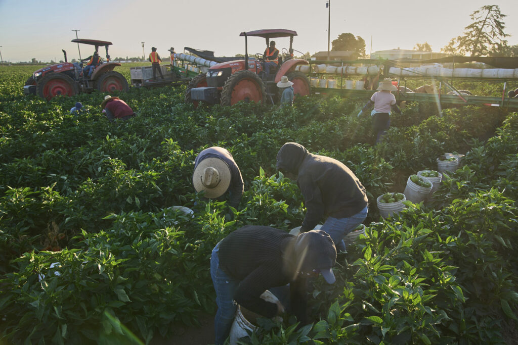 US Immigration Migrant farmworkers pick a vegetable crop on an early morning in Fresno, Calif., on July 18, 2025. (AP Photo/Damian Dovarganes)