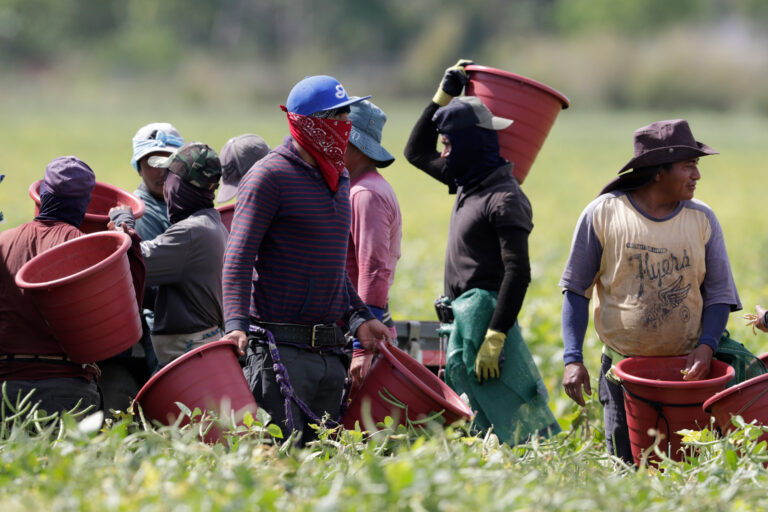 Farmworkers often have to enduring punishing temperatures while harvesting crops — and now, thanks to climate change, summers are getting even hotter and longer. Heat-related illnesses are just one of the many health risks that farmers and farmworkers face as part of their work. (AP Photo/Lynne Sladky)